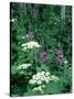 Fireweed and Lace Wildflowers, Snowmass, CO-David Carriere-Stretched Canvas