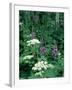 Fireweed and Lace Wildflowers, Snowmass, CO-David Carriere-Framed Photographic Print