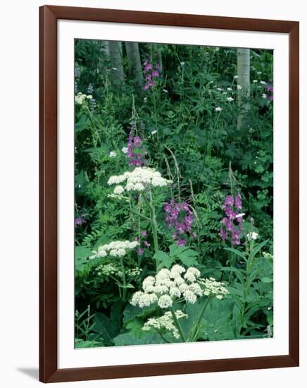 Fireweed and Lace Wildflowers, Snowmass, CO-David Carriere-Framed Photographic Print