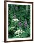 Fireweed and Lace Wildflowers, Snowmass, CO-David Carriere-Framed Photographic Print