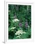 Fireweed and Lace Wildflowers, Snowmass, CO-David Carriere-Framed Photographic Print