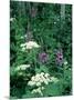 Fireweed and Lace Wildflowers, Snowmass, CO-David Carriere-Mounted Photographic Print