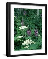 Fireweed and Lace Wildflowers, Snowmass, CO-David Carriere-Framed Photographic Print