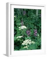 Fireweed and Lace Wildflowers, Snowmass, CO-David Carriere-Framed Photographic Print