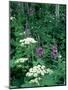 Fireweed and Lace Wildflowers, Snowmass, CO-David Carriere-Mounted Photographic Print