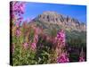 Fireweed and Mt. Gothic near Crested Butte, Colorado, USA-Julie Eggers-Stretched Canvas