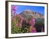 Fireweed and Mt. Gothic near Crested Butte, Colorado, USA-Julie Eggers-Framed Photographic Print