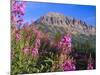 Fireweed and Mt. Gothic near Crested Butte, Colorado, USA-Julie Eggers-Mounted Photographic Print