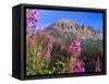 Fireweed and Mt. Gothic near Crested Butte, Colorado, USA-Julie Eggers-Framed Stretched Canvas