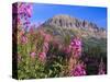 Fireweed and Mt. Gothic near Crested Butte, Colorado, USA-Julie Eggers-Stretched Canvas