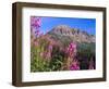 Fireweed and Mt. Gothic near Crested Butte, Colorado, USA-Julie Eggers-Framed Photographic Print