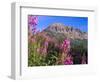 Fireweed and Mt. Gothic near Crested Butte, Colorado, USA-Julie Eggers-Framed Photographic Print