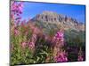 Fireweed and Mt. Gothic near Crested Butte, Colorado, USA-Julie Eggers-Mounted Photographic Print