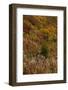 Fireweed and underbrush in the Jewel Basin Hiking Area of the Flathead National Forest, Montana-Chuck Haney-Framed Photographic Print