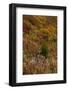 Fireweed and underbrush in the Jewel Basin Hiking Area of the Flathead National Forest, Montana-Chuck Haney-Framed Photographic Print