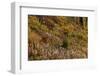 Fireweed and underbrush in the Jewel Basin Hiking Area of the Flathead National Forest, Montana-Chuck Haney-Framed Photographic Print