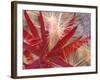 Fireweed and Wild Barley in Denali National Park, Alaska, USA-Darrell Gulin-Framed Photographic Print