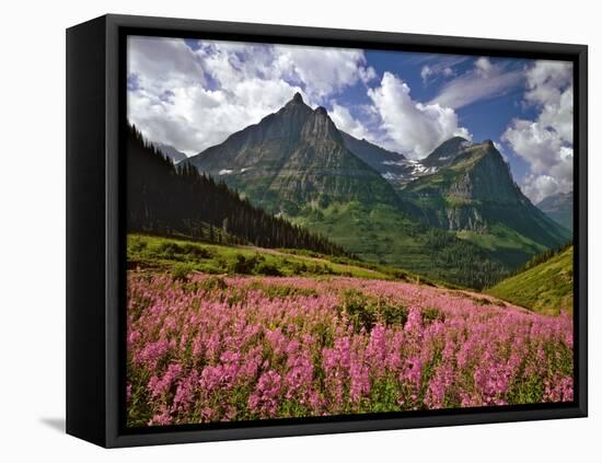 Fireweed Blooms in Glacier National Park-Steve Terrill-Framed Stretched Canvas