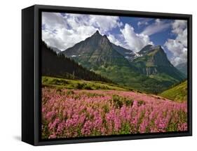 Fireweed Blooms in Glacier National Park-Steve Terrill-Framed Stretched Canvas