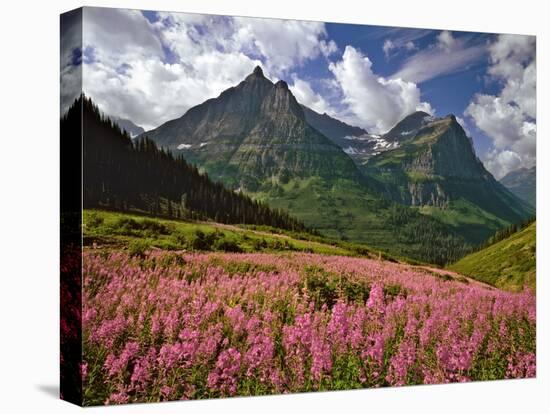 Fireweed Blooms in Glacier National Park-Steve Terrill-Stretched Canvas