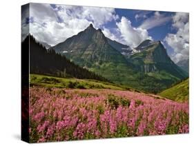 Fireweed Blooms in Glacier National Park-Steve Terrill-Stretched Canvas