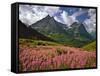 Fireweed Blooms in Glacier National Park-Steve Terrill-Framed Stretched Canvas