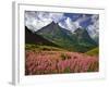 Fireweed Blooms in Glacier National Park-Steve Terrill-Framed Photographic Print