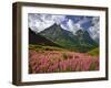 Fireweed Blooms in Glacier National Park-Steve Terrill-Framed Photographic Print
