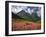 Fireweed Blooms in Glacier National Park-Steve Terrill-Framed Photographic Print