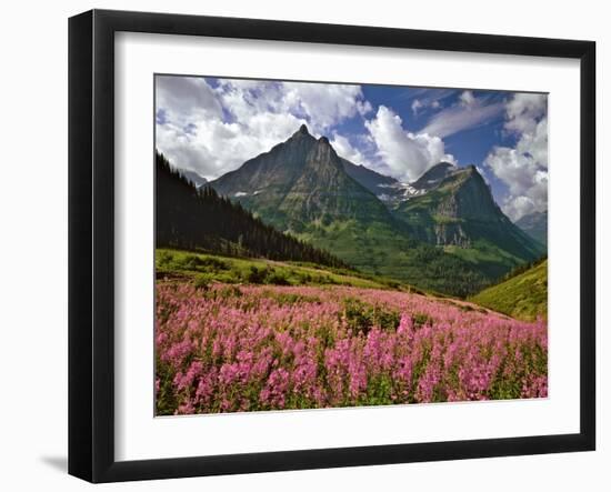 Fireweed Blooms in Glacier National Park-Steve Terrill-Framed Photographic Print