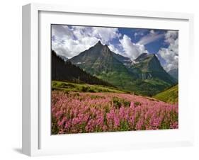 Fireweed Blooms in Glacier National Park-Steve Terrill-Framed Photographic Print