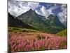 Fireweed Blooms in Glacier National Park-Steve Terrill-Mounted Photographic Print