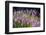 Fireweed Blooms in Late Summer in the Mountain Regions-Richard Wright-Framed Photographic Print