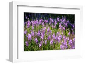 Fireweed Blooms in Late Summer in the Mountain Regions-Richard Wright-Framed Photographic Print