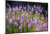 Fireweed Blooms in Late Summer in the Mountain Regions-Richard Wright-Mounted Photographic Print