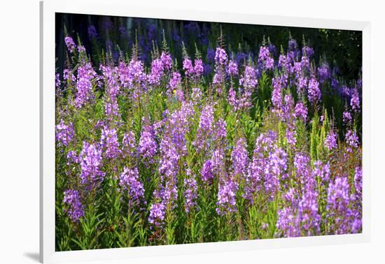 Fireweed Blooms in Late Summer in the Mountain Regions-Richard Wright-Framed Photographic Print