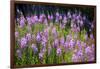 Fireweed Blooms in Late Summer in the Mountain Regions-Richard Wright-Framed Photographic Print