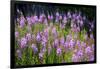 Fireweed Blooms in Late Summer in the Mountain Regions-Richard Wright-Framed Photographic Print