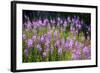 Fireweed Blooms in Late Summer in the Mountain Regions-Richard Wright-Framed Photographic Print