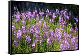 Fireweed Blooms in Late Summer in the Mountain Regions-Richard Wright-Framed Stretched Canvas