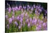 Fireweed Blooms in Late Summer in the Mountain Regions-Richard Wright-Stretched Canvas