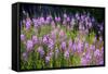 Fireweed Blooms in Late Summer in the Mountain Regions-Richard Wright-Framed Stretched Canvas