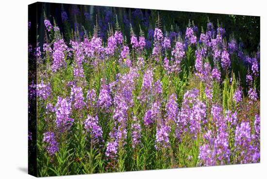 Fireweed Blooms in Late Summer in the Mountain Regions-Richard Wright-Stretched Canvas