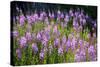 Fireweed Blooms in Late Summer in the Mountain Regions-Richard Wright-Stretched Canvas