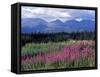 Fireweed Blooms near Kluane National Park, Yukon, Canada-Paul Souders-Framed Stretched Canvas