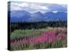 Fireweed Blooms near Kluane National Park, Yukon, Canada-Paul Souders-Stretched Canvas