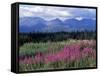 Fireweed Blooms near Kluane National Park, Yukon, Canada-Paul Souders-Framed Stretched Canvas
