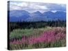 Fireweed Blooms near Kluane National Park, Yukon, Canada-Paul Souders-Stretched Canvas