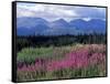 Fireweed Blooms near Kluane National Park, Yukon, Canada-Paul Souders-Framed Stretched Canvas