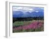 Fireweed Blooms near Kluane National Park, Yukon, Canada-Paul Souders-Framed Premium Photographic Print